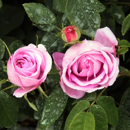 Rosa Président de Sèze - roz - trandafir gallica